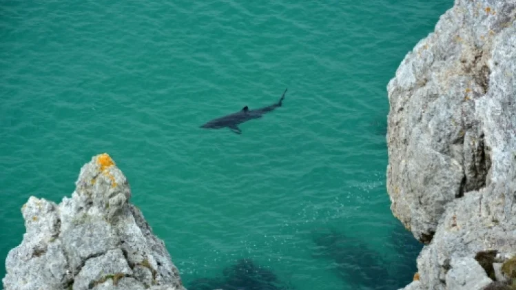 En Méditerranée ou en Bretagne, le requin pèlerin garde sa part de mystère
