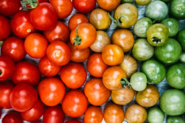 tomates disposées de non mûr à mûr dans le gradient de couleur - tomate photos et images de collection