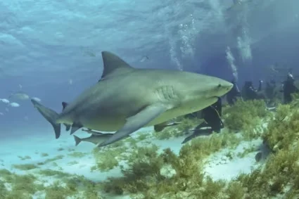Un requin-bouledogue a mortellement attaqué une nageuse en Australie.