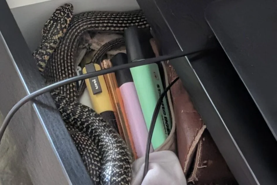 En ouvrant le tiroir de son bureau, une jeune Toulousaine a trouvé une énorme couleuvre, qu'elle est parvenue à sortir en douceur avec une amie