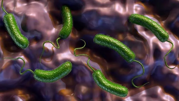 Vibrio vulnificus, red blood cells and white blood cells 3D rendering of Vibrio vulnificus, red blood cells and white blood cells vibrio stock pictures, royalty-free photos & images