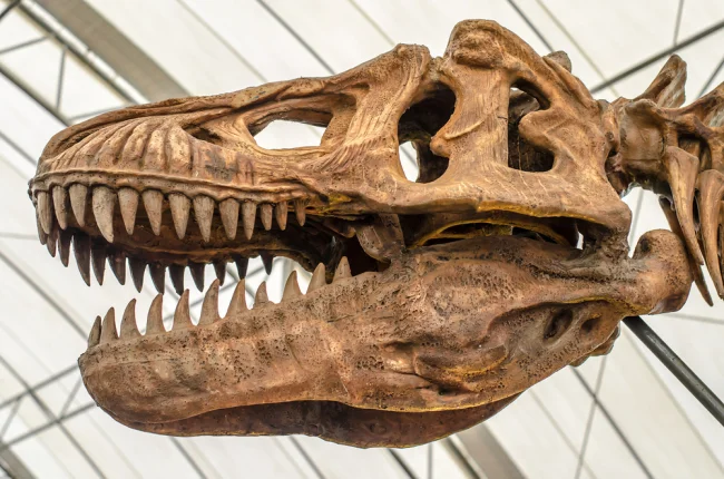T-Rex fossil expected to sell for millions at auction, but scientists aren't pleased