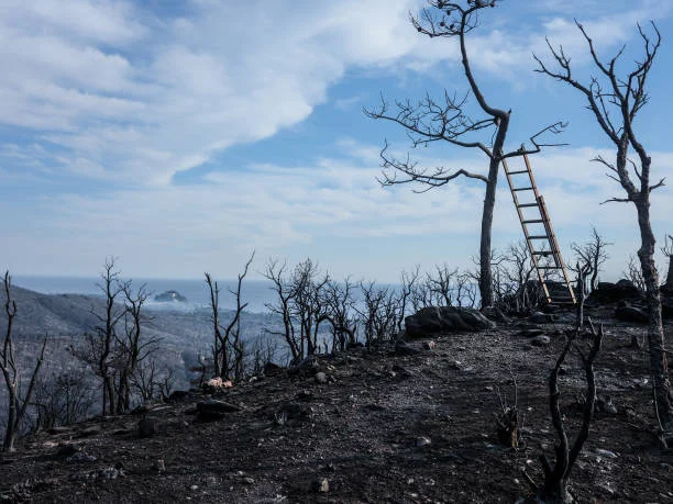 Végétation carbonisée après le passage de l'incendie en juillet 2017 à Bormes-les-Mimosas, France.
