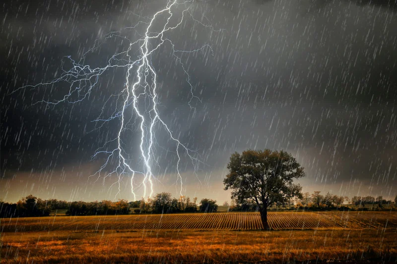 a tree in a field with a lot of lightning