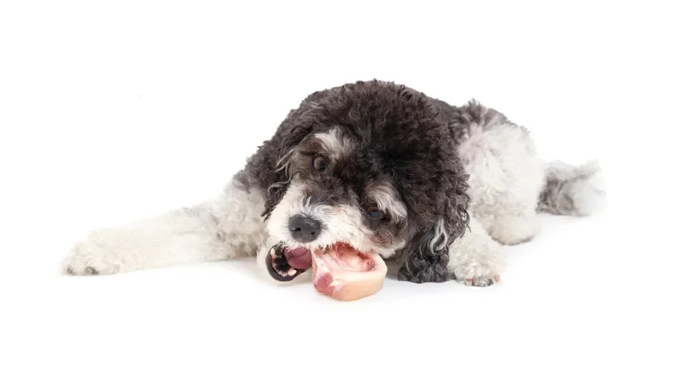 FDA Issues Recall on Popular Raw Dog Food Over Salmonella Risk