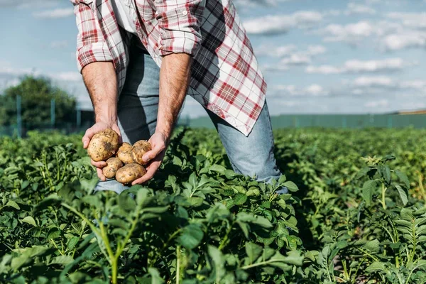 Exploitation agricole pommes de terre au champ
