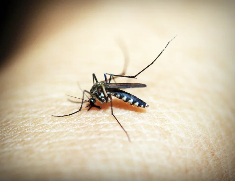 Que savoir sur la maladie transmise par les moustiques en Floride