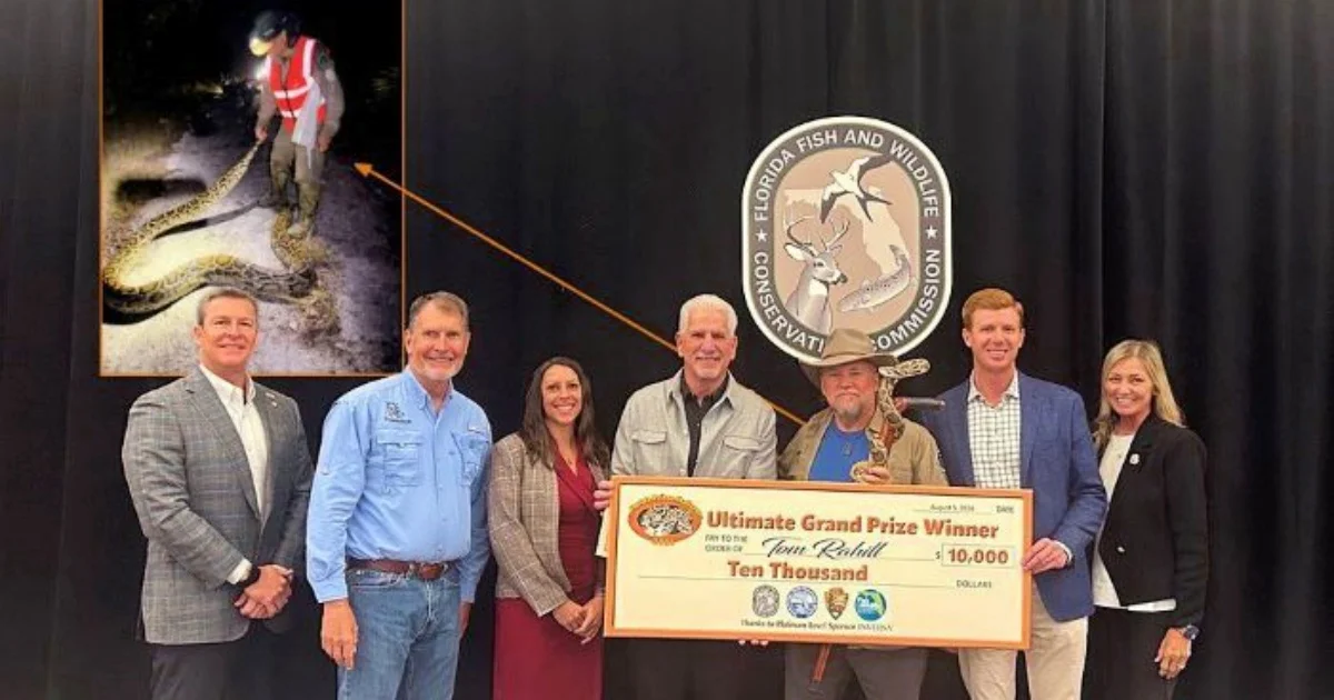 Florida Python Hunt Winner Snags $10,000 Prize with Remarkable Strategy