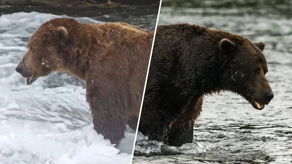 Fat Bear Week 2026 is here, and voting already "broke the internet"