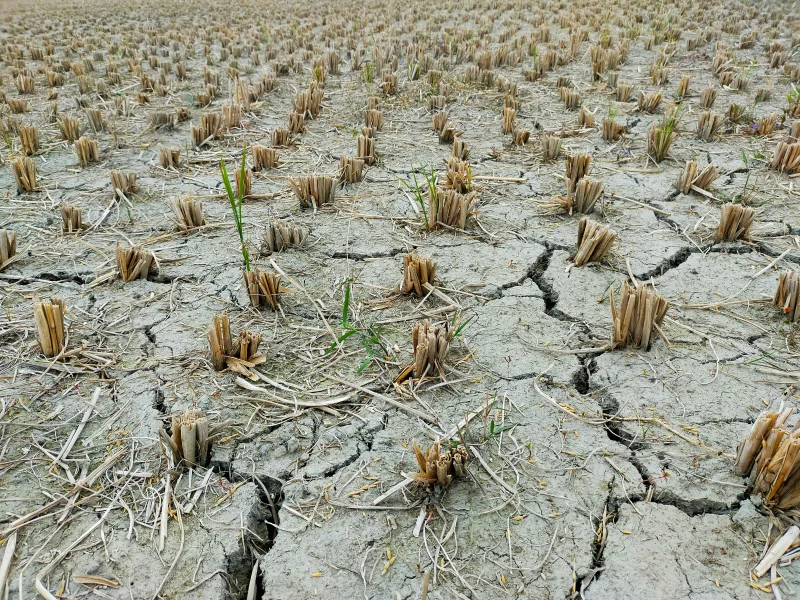 a large field of dead plants in the middle of the day