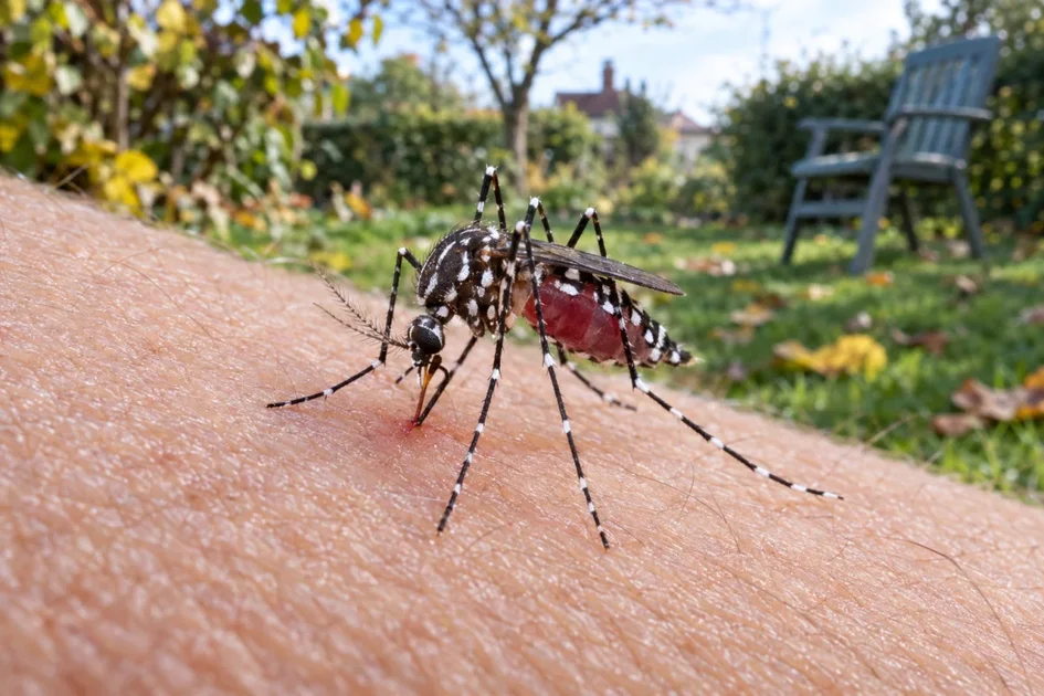 Moustiques en octobre 2026 : le virus du Nil occidental gagne du terrain, l'alerte sanitaire s'étend