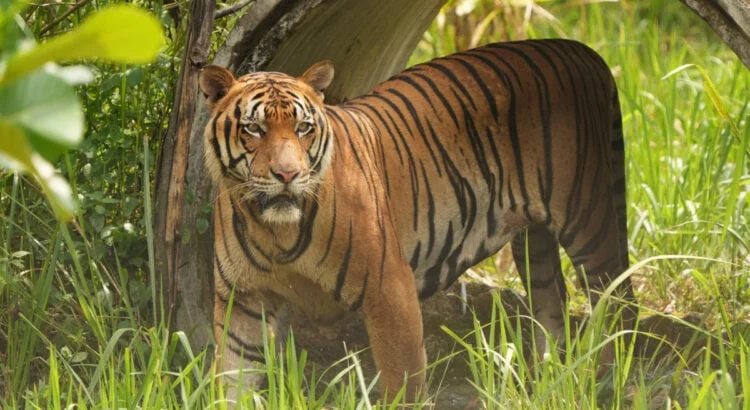 drame-en-angleterre-un-homme-tue-par-un-tigre-au-yorkshire-wildlife-park-apres-setre-introduit-dans-lenclos