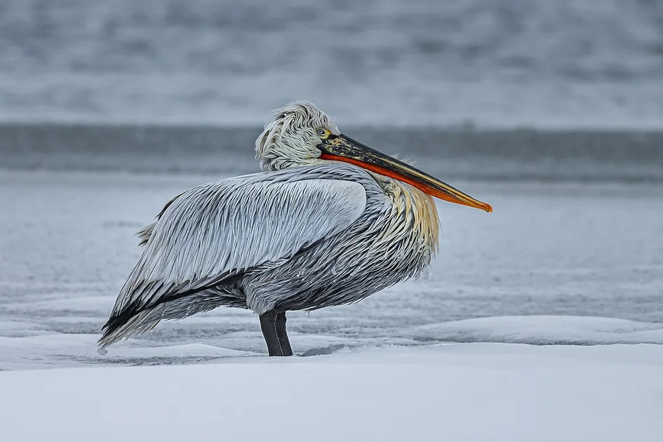 Pelicans – Raptors : un duel NBA sous haute tension qui relance la course aux playoffs