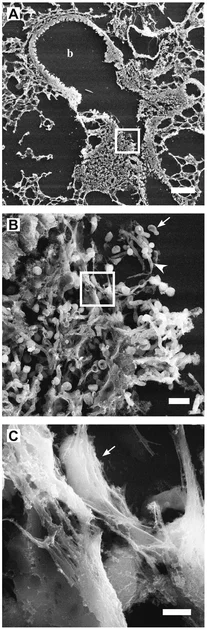 Nets – Knicks : le derby new-yorkais s'enflamme et relance la rivalité entre les deux franchises