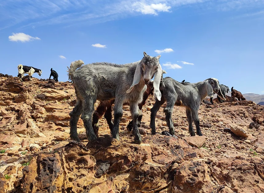 Jordan vs Costa Rica: FIFA World Cup Intercontinental Playoff Sets Up a High-Stakes Showdown